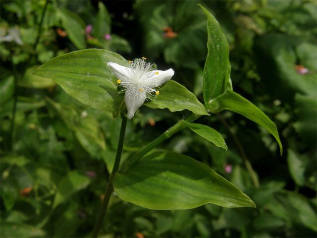 Podeňka říční (Tradescantia fluminensis Vell)