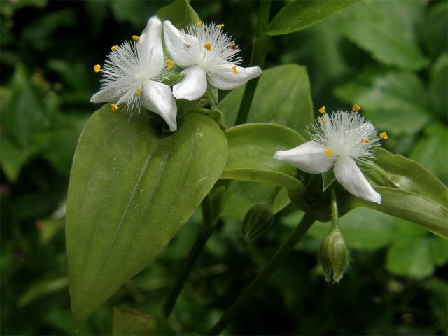 Podeňka říční (Tradescantia fluminensis Vell)