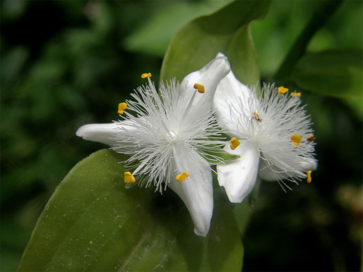 Podeňka říční (Tradescantia fluminensis Vell)