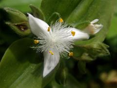 Podeňka říční (Tradescantia fluminensis Vell)