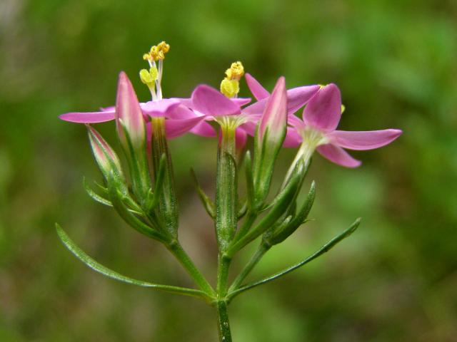 Zeměžluč okolíkatá (lékařská) (Centaurium erythraea  Rafn.)