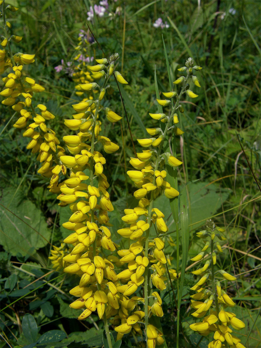 Čilimník černající (Cytisus nigricans L.)