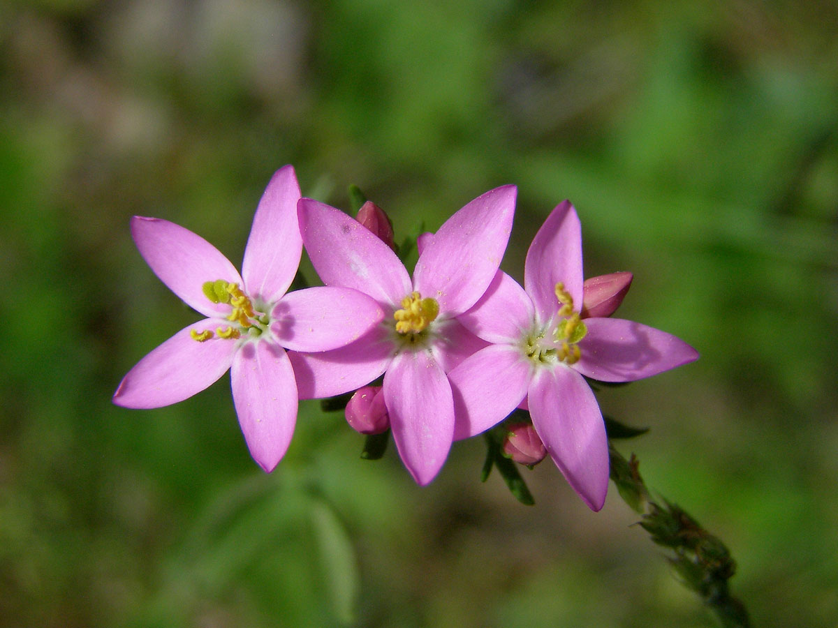 Zeměžluč okolíkatá (lékařská) (Centaurium erythraea  Rafn.)