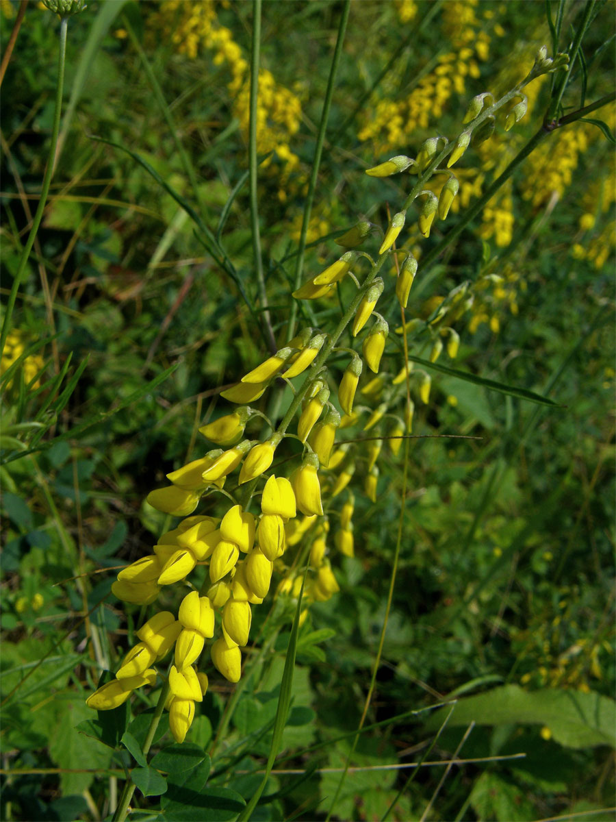 Čilimník černající (Cytisus nigricans L.)