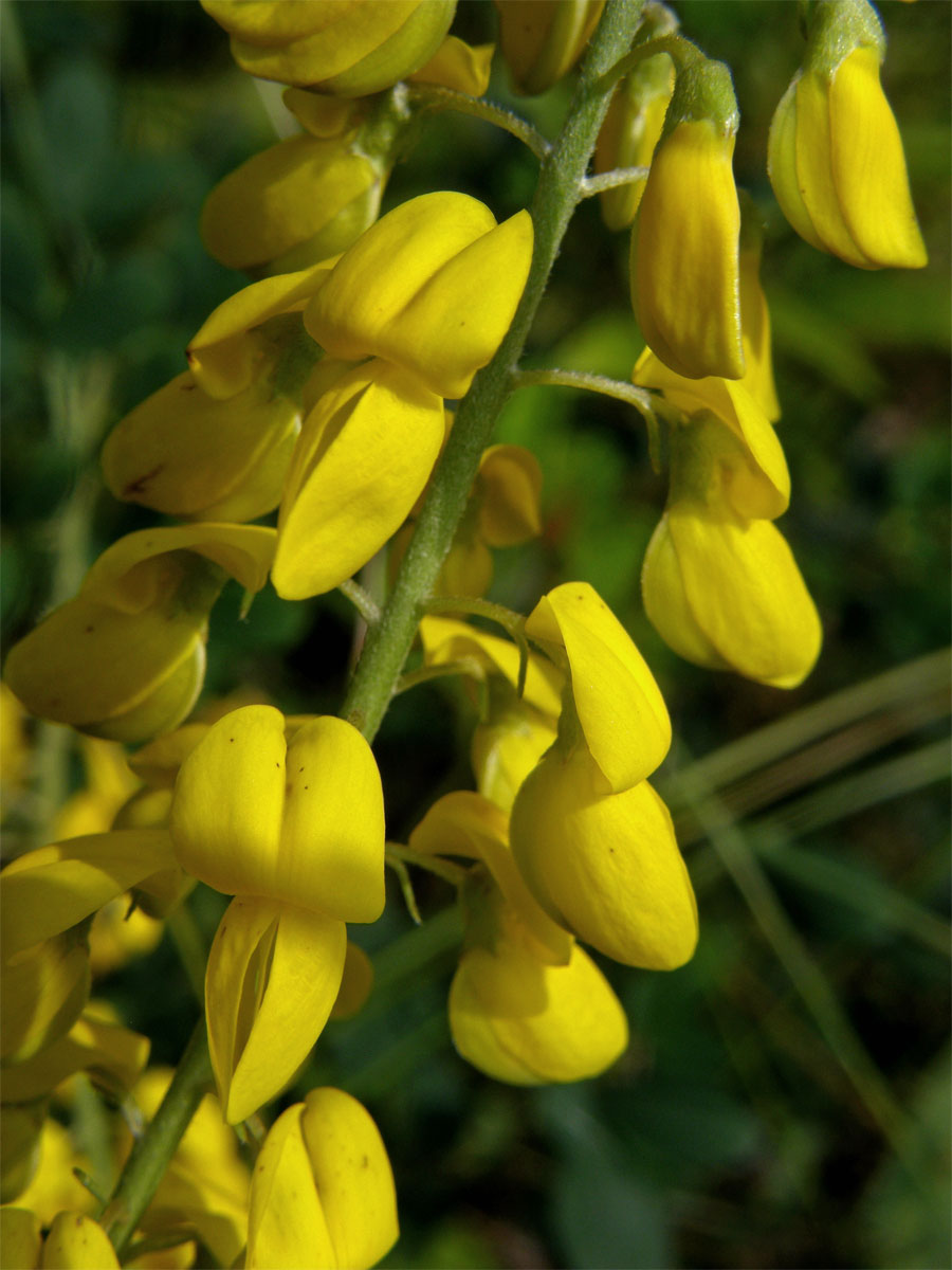 Čilimník černající (Cytisus nigricans L.)