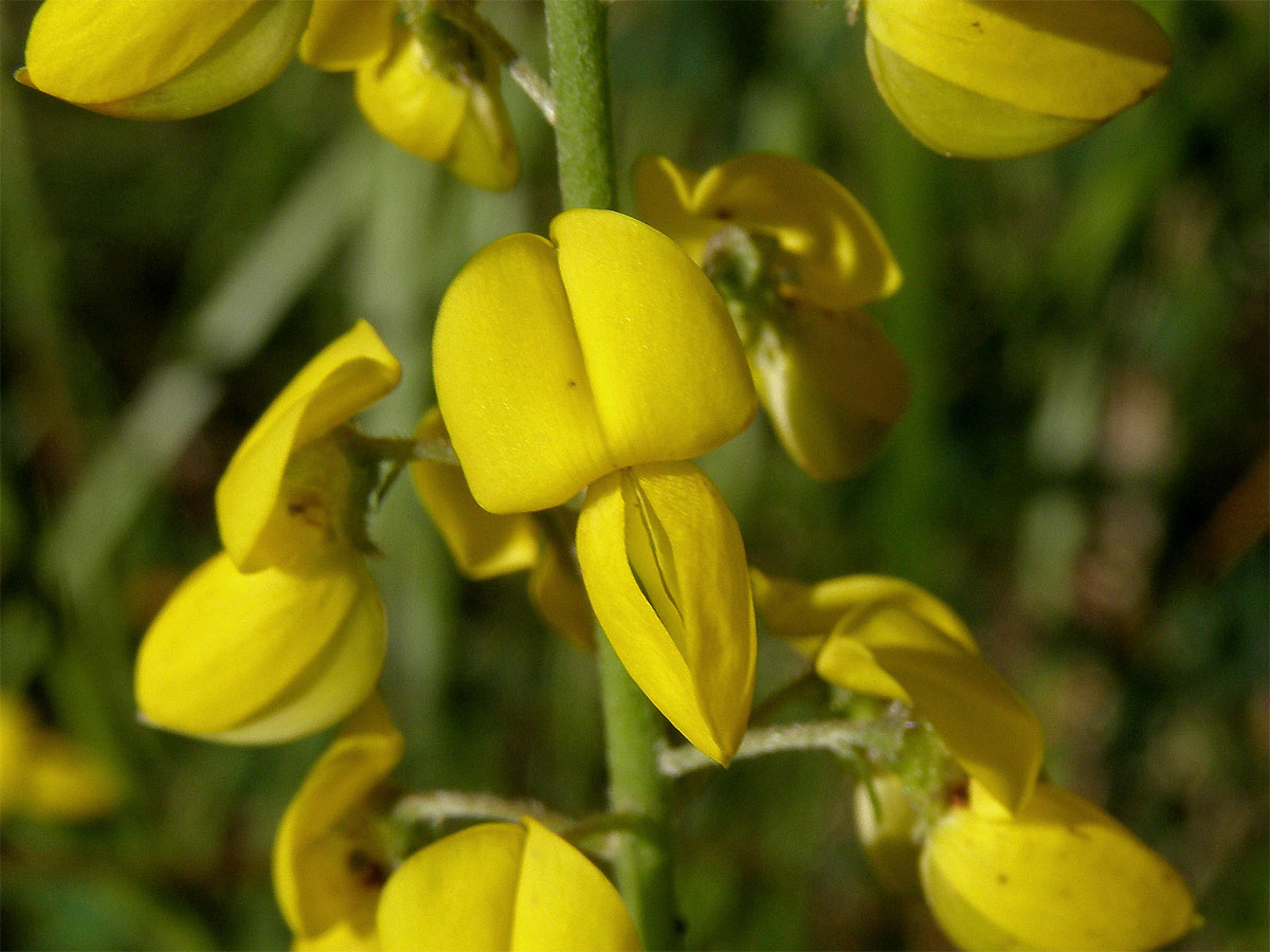 Čilimník černající (Cytisus nigricans L.)