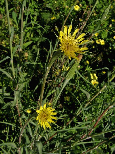 Kozí brada pochybná (Tragopogon dubius Scop.)