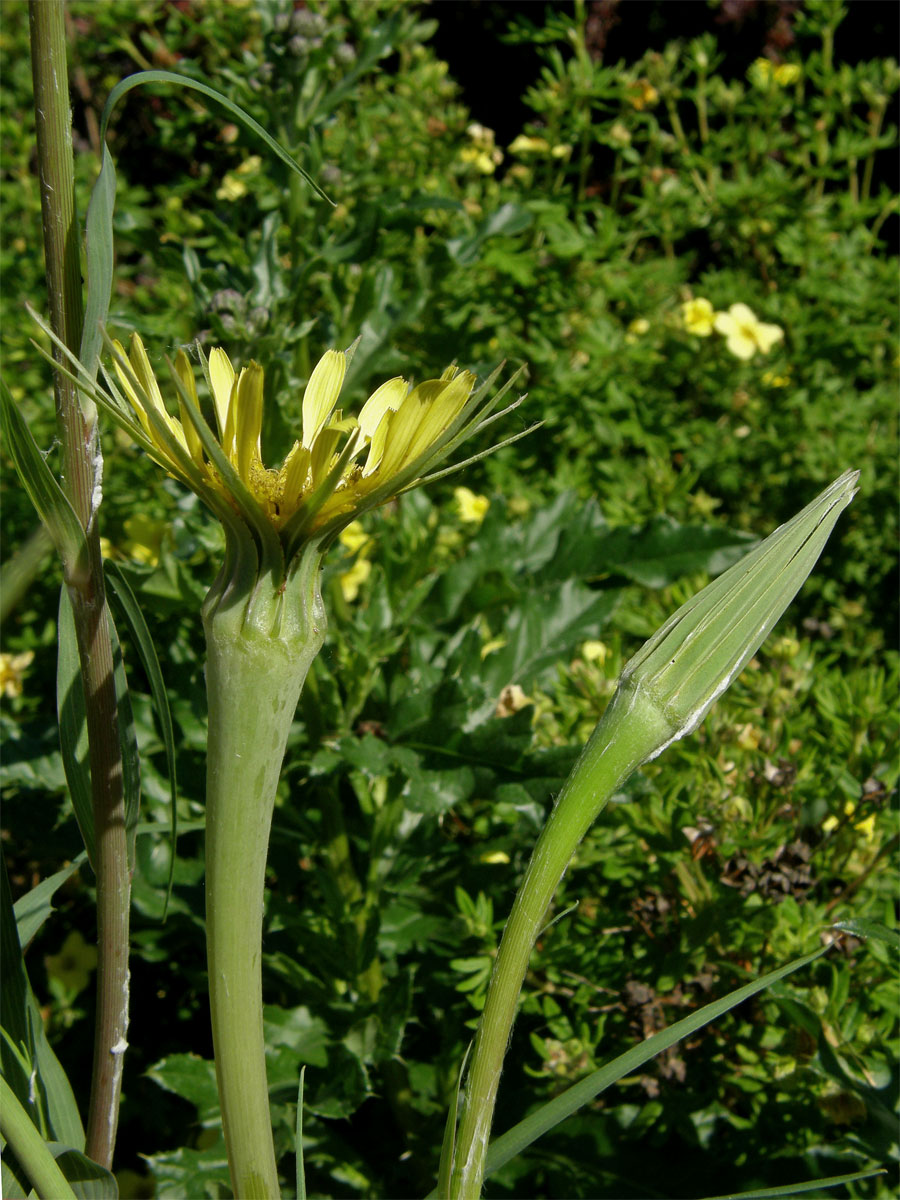 Kozí brada pochybná (Tragopogon dubius Scop.)