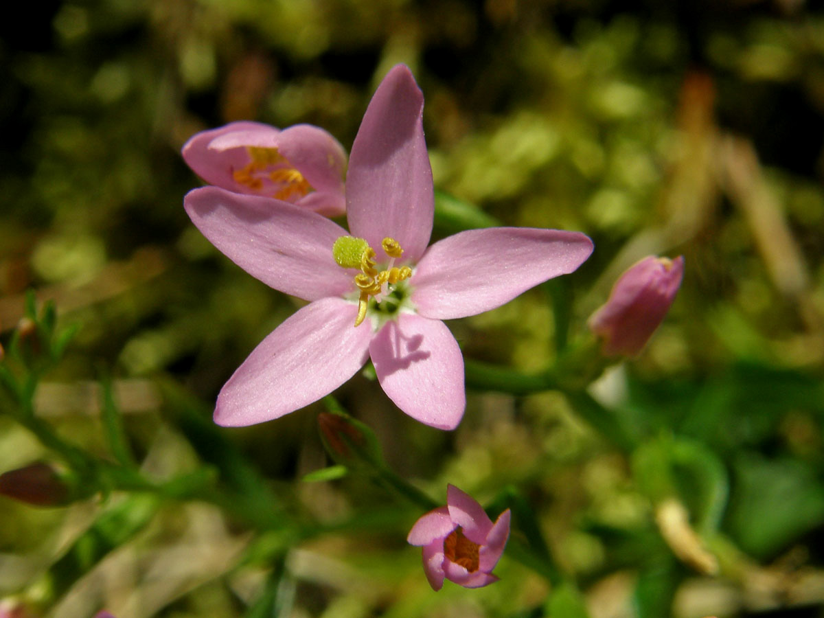 Zeměžluč okolíkatá (lékařská) (Centaurium erythraea Rafn.)