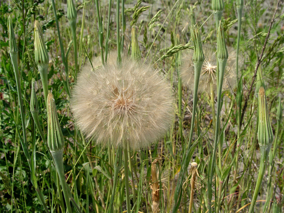 Kozí brada pochybná (Tragopogon dubius Scop.)