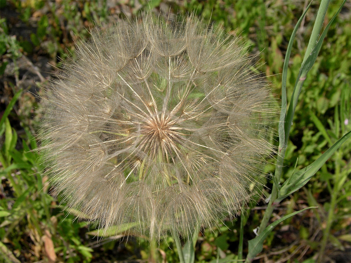 Kozí brada pochybná (Tragopogon dubius Scop.)