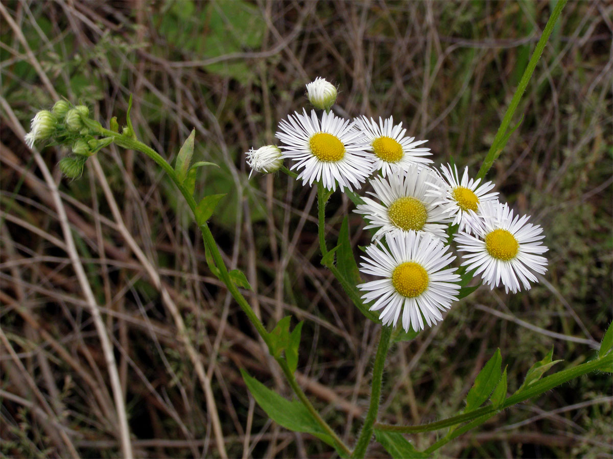 Turan roční (Erigeron annuus (L.) Pers.)