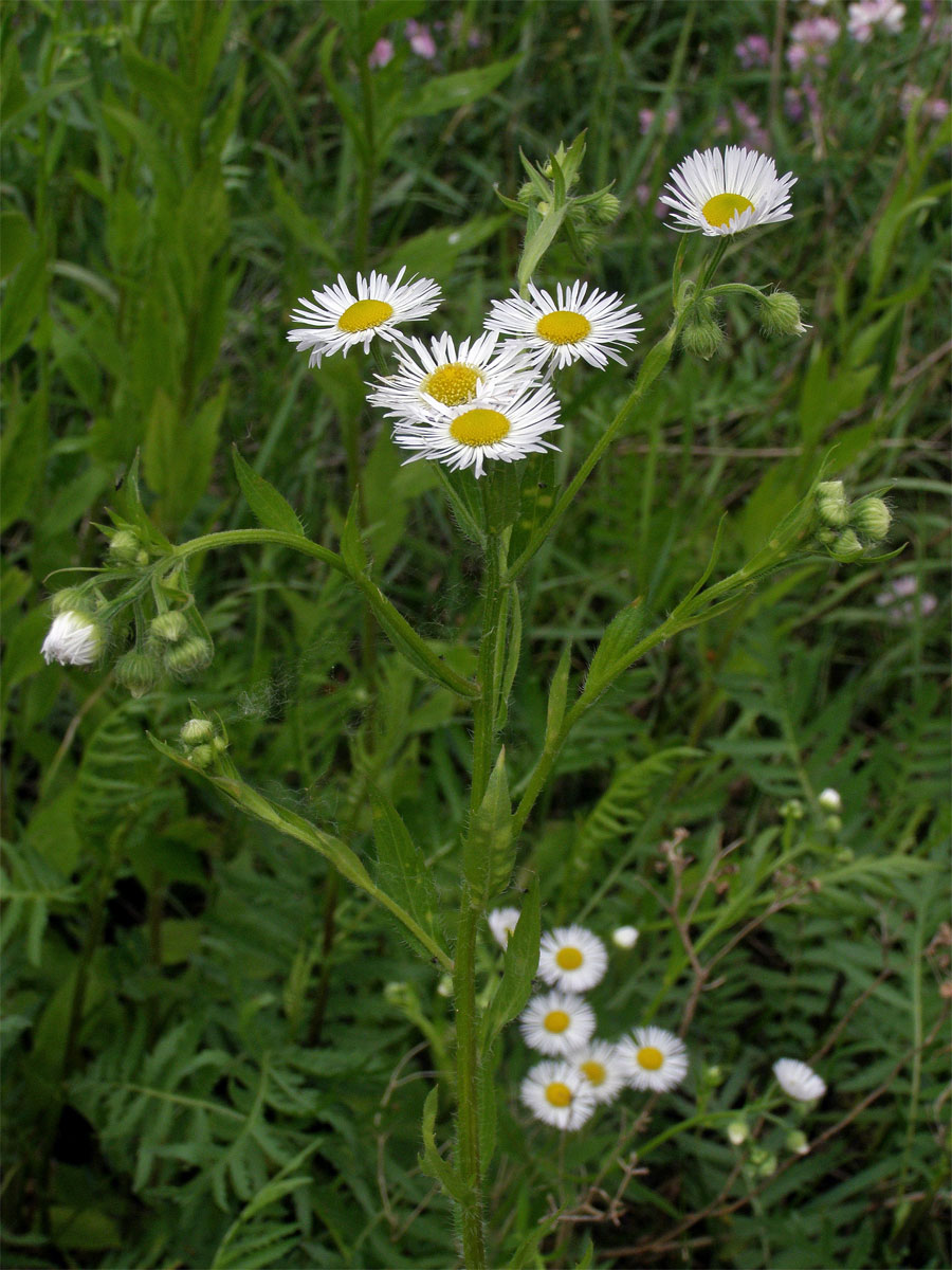 Turan roční (Erigeron annuus (L.) Pers.)