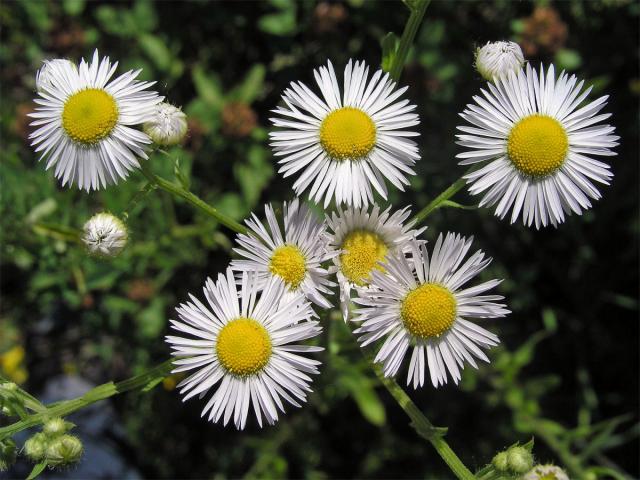 Turan roční (Erigeron annuus (L.) Pers.)