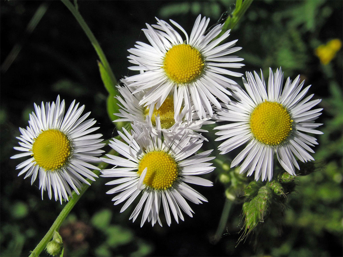 Turan roční (Erigeron annuus (L.) Pers.)