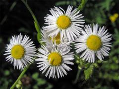 Turan roční (Erigeron annuus (L.) Pers.)