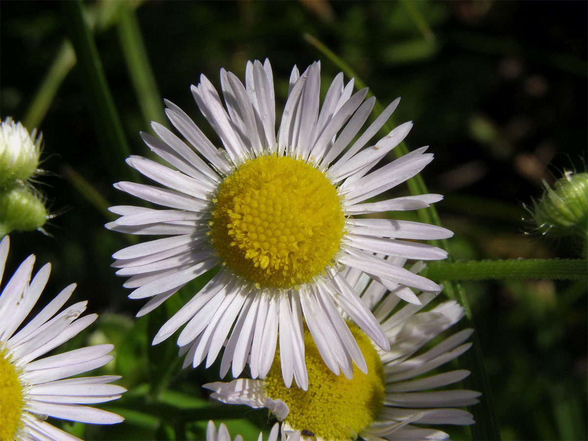 Turan roční (Erigeron annuus (L.) Pers.)