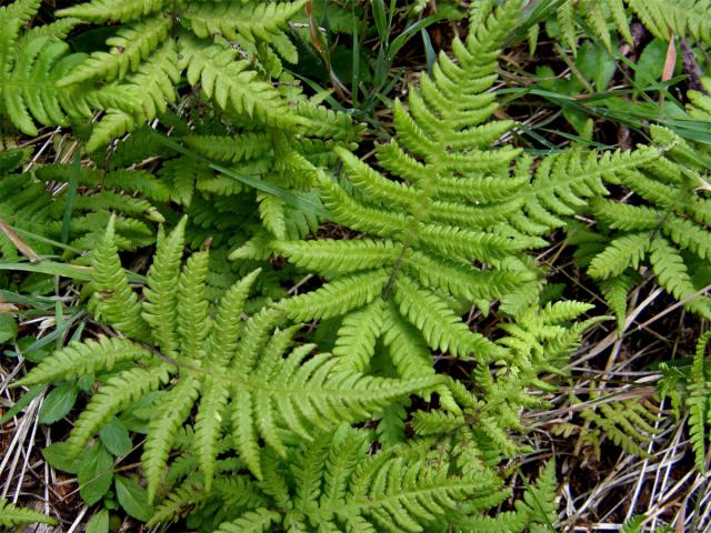 Bukovinec osladičovitý (Phegopteris connectilis (Michx. fil.) Watt)