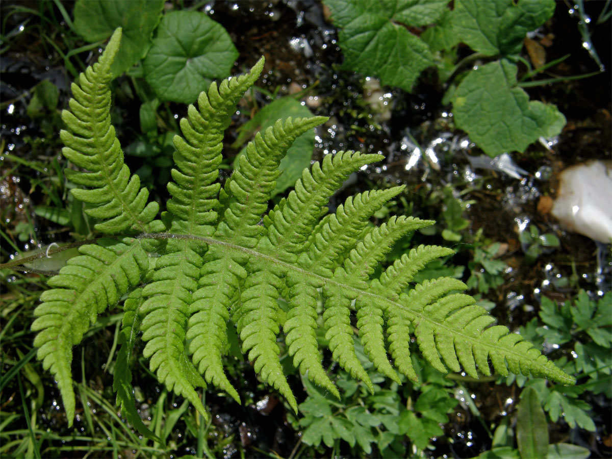 Bukovinec osladičovitý (Phegopteris connectilis (Michx. fil.) Watt)