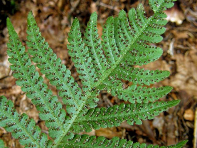 Bukovinec osladičovitý (Phegopteris connectilis (Michx. fil.) Watt)