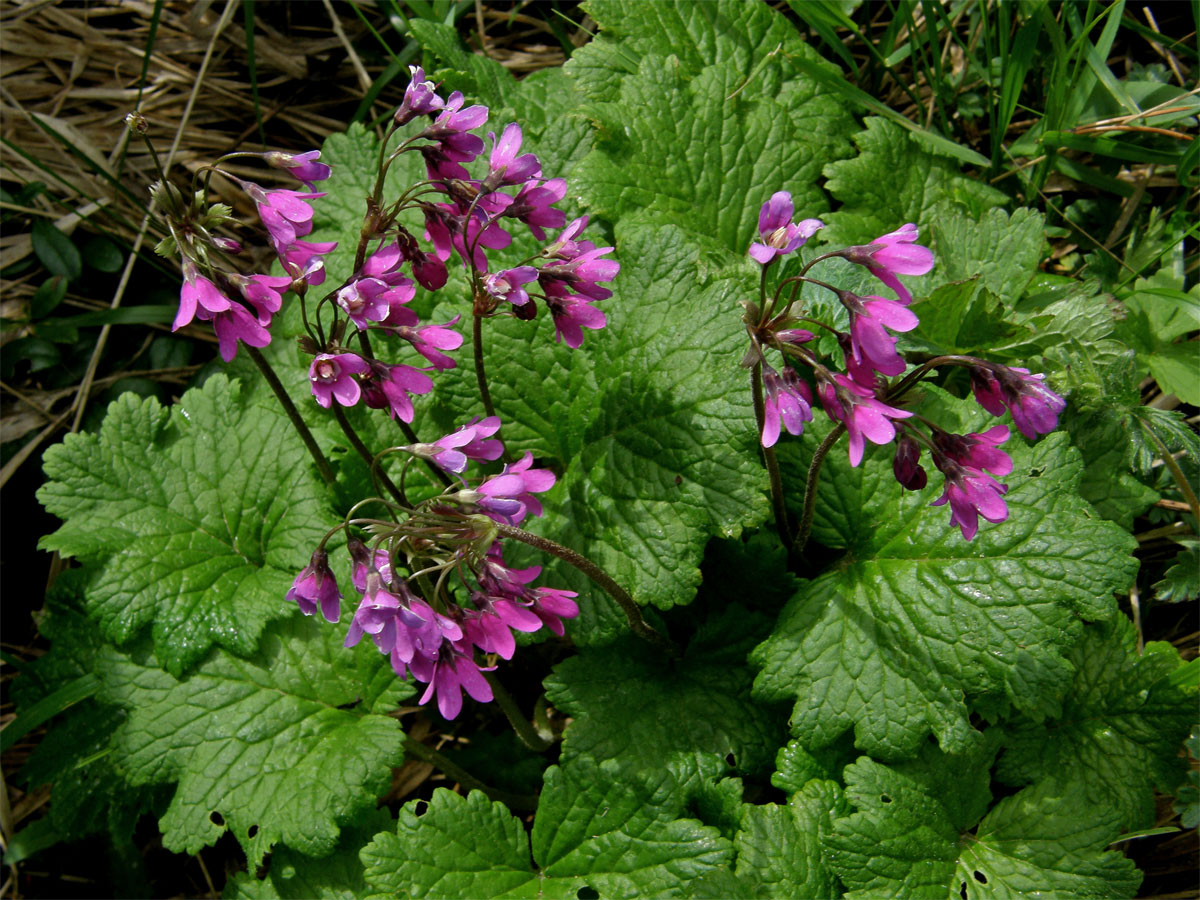 Kruhatka Matthiolova (Cortusa matthioli L.)