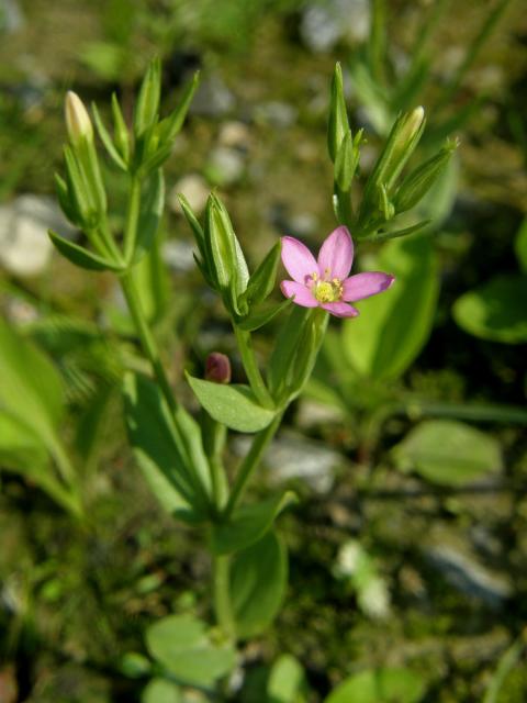 Zeměžluč spanilá (Centaurium pulchellum (Sw.) Druce)