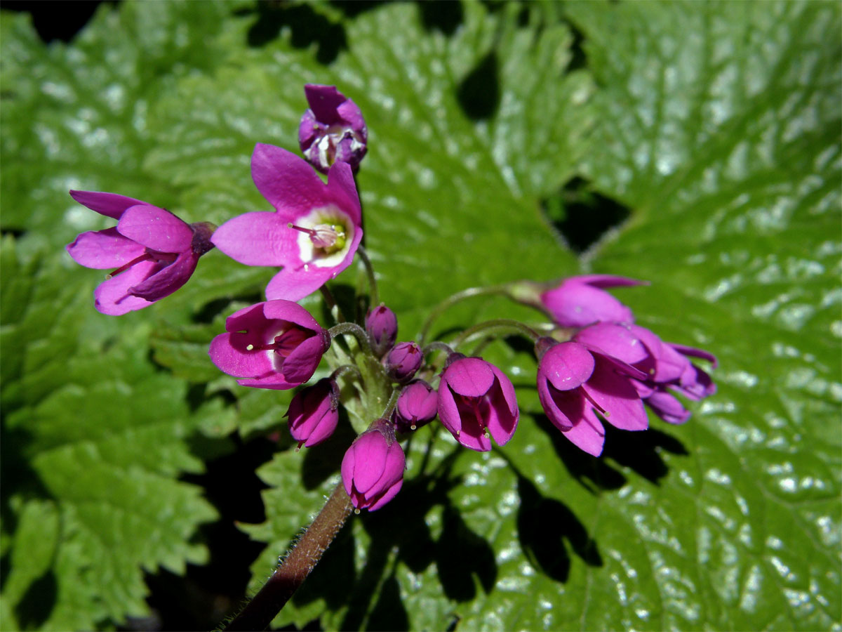 Kruhatka Matthiolova (Cortusa matthioli L.)