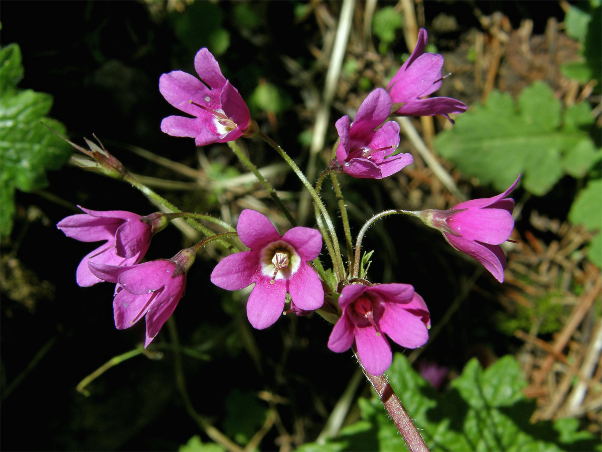 Kruhatka Matthiolova (Cortusa matthioli L.)