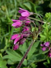 Kruhatka Matthiolova (Cortusa matthioli L.)