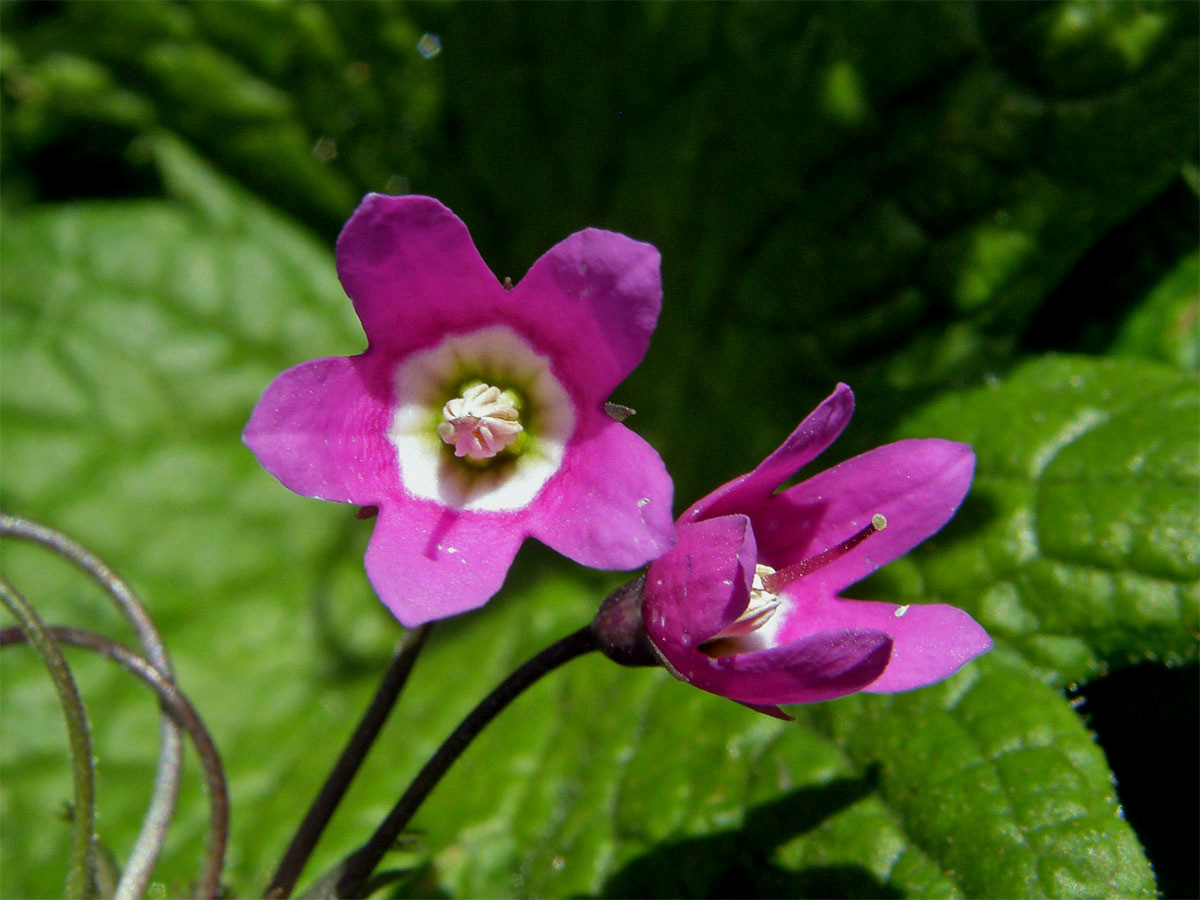 Kruhatka Matthiolova (Cortusa matthioli L.)