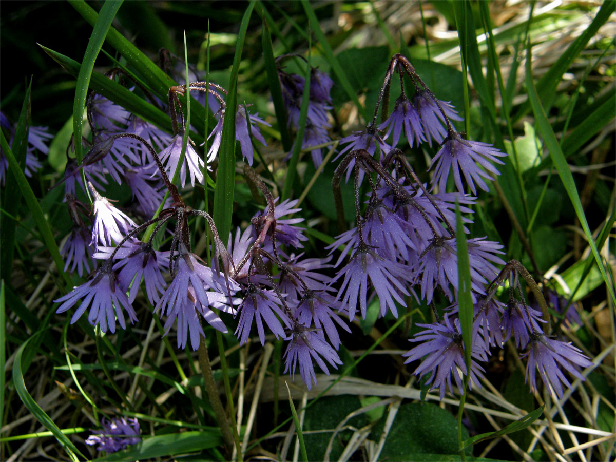 Dřípatka horská (Soldanella montana Willd.)