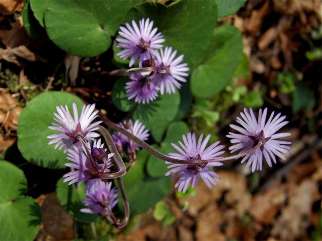 Dřípatka horská (Soldanella montana Willd.)