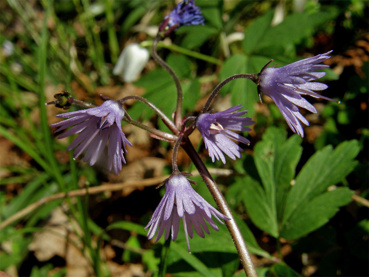 Dřípatka horská (Soldanella montana Willd.)