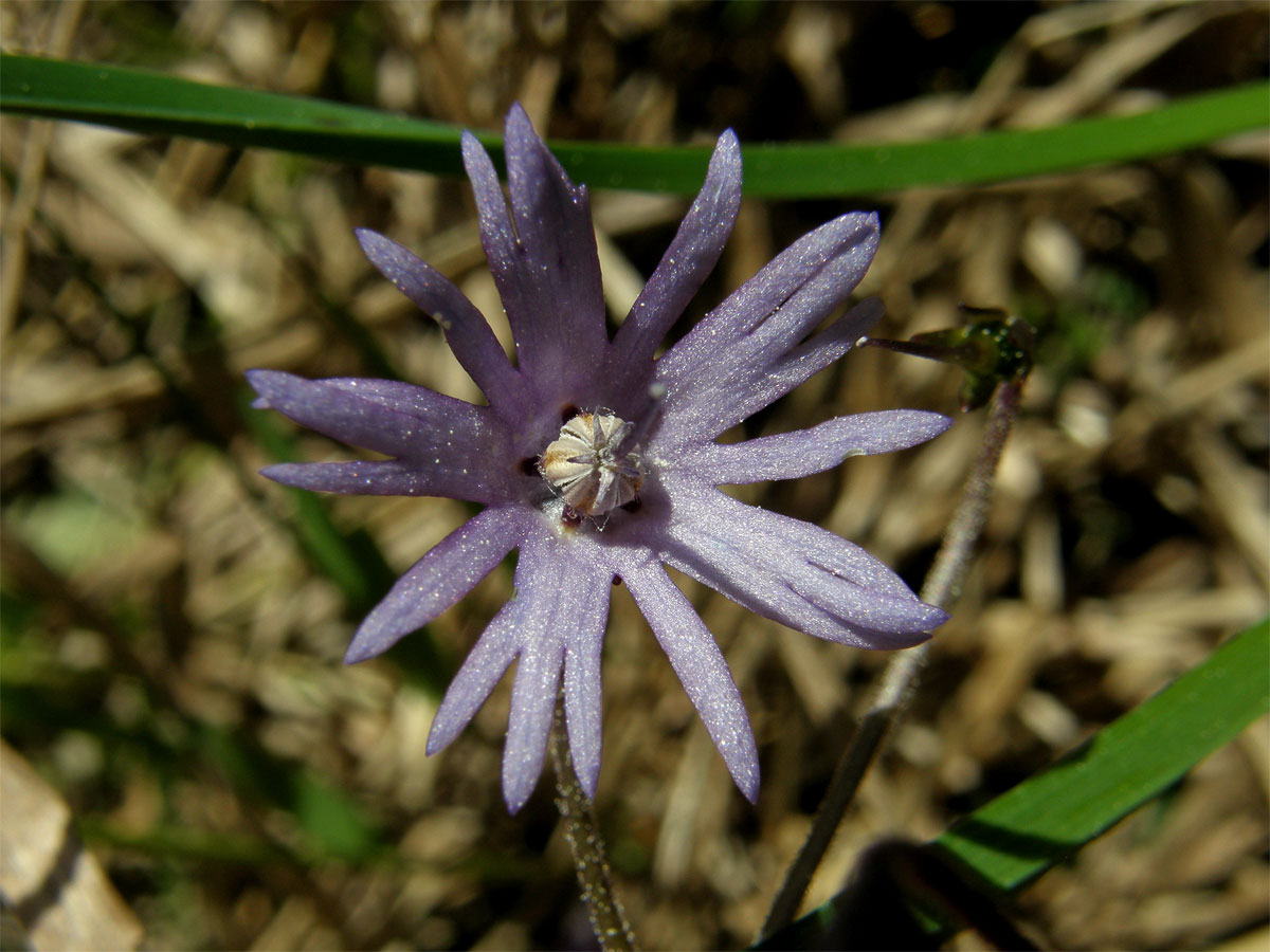 Dřípatka horská (Soldanella montana Willd.)