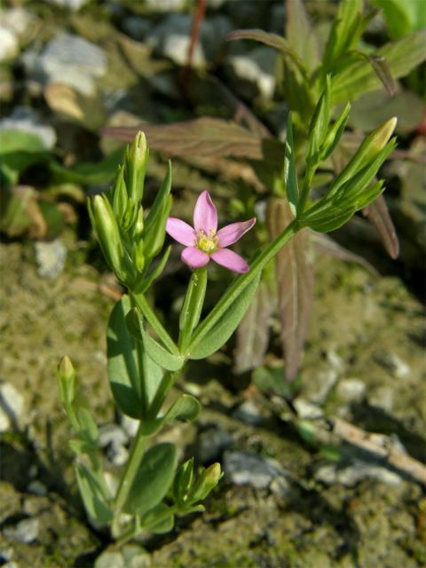 Zeměžluč spanilá (Centaurium pulchellum (Sw.) Druce)