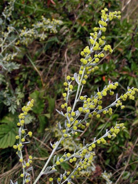 Pelyněk pravý (Artemisia absinthium L.)