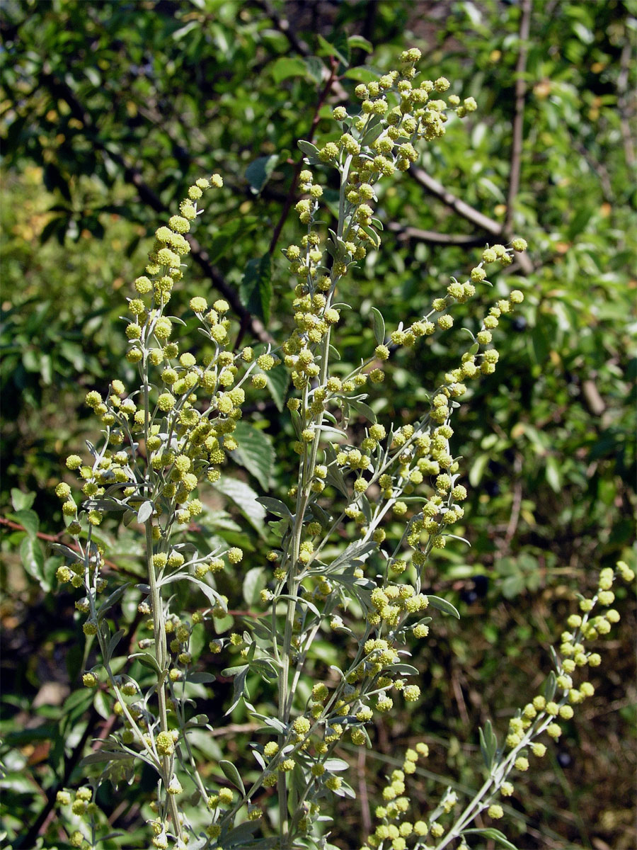 Pelyněk pravý (Artemisia absinthium L.)