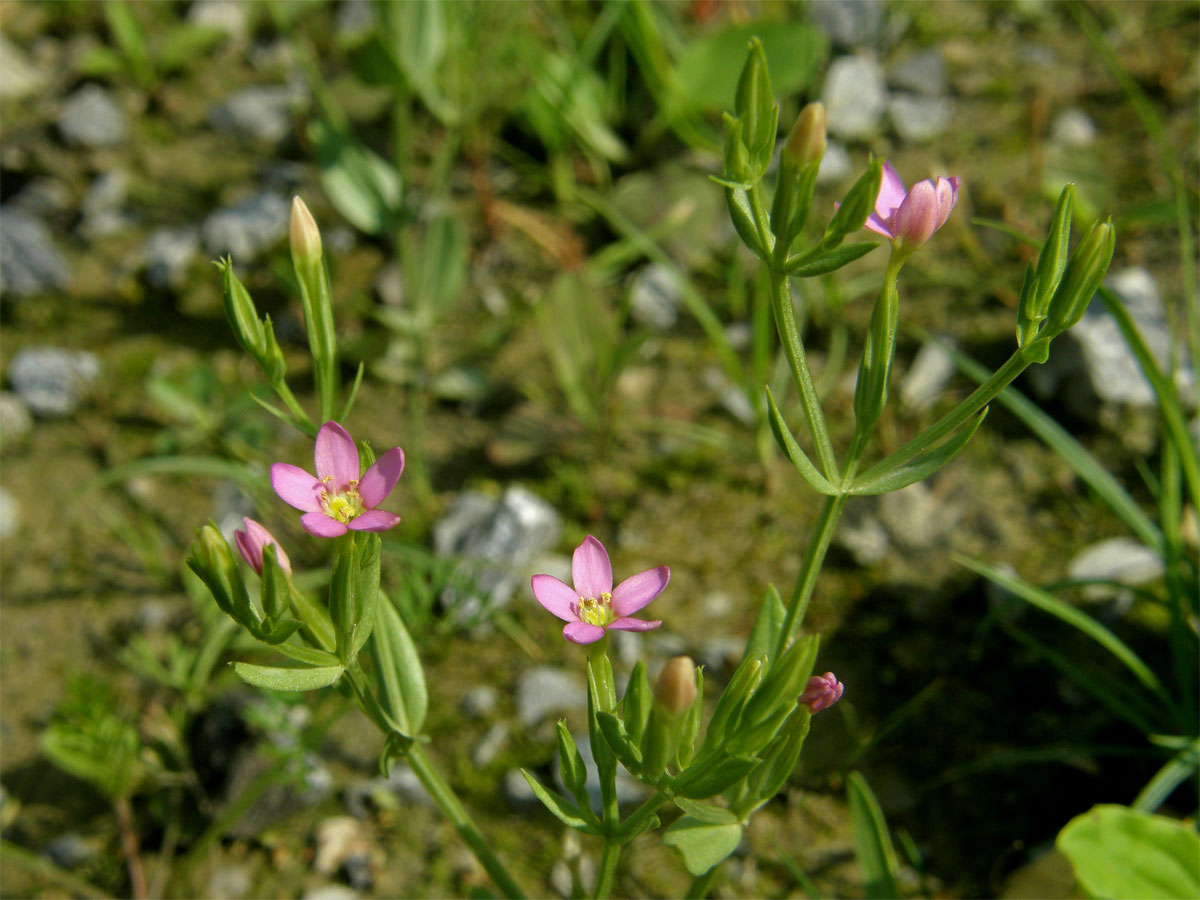 Zeměžluč spanilá (Centaurium pulchellum (Sw.) Druce)