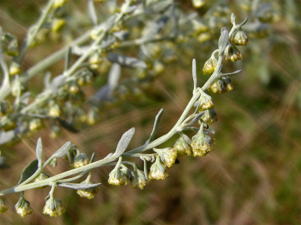 Pelyněk pravý (Artemisia absinthium L.)