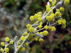 Pelyněk pravý (Artemisia absinthium L.)