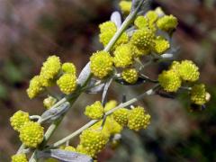Pelyněk pravý (Artemisia absinthium L.)
