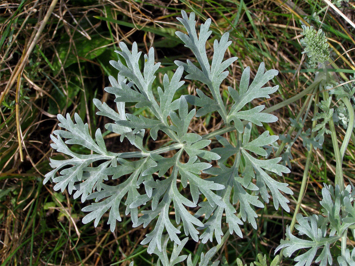 Pelyněk pravý (Artemisia absinthium L.)