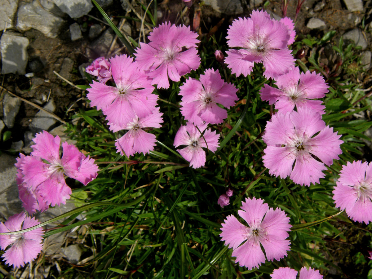 Hvozdík alpínský (Dianthus alpinus L.)