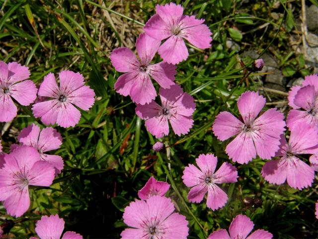 Hvozdík alpínský (Dianthus alpinus L.)