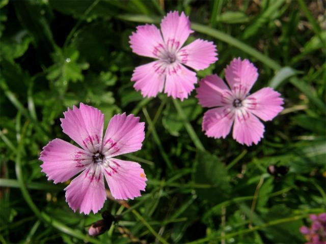 Hvozdík alpínský (Dianthus alpinus L.)