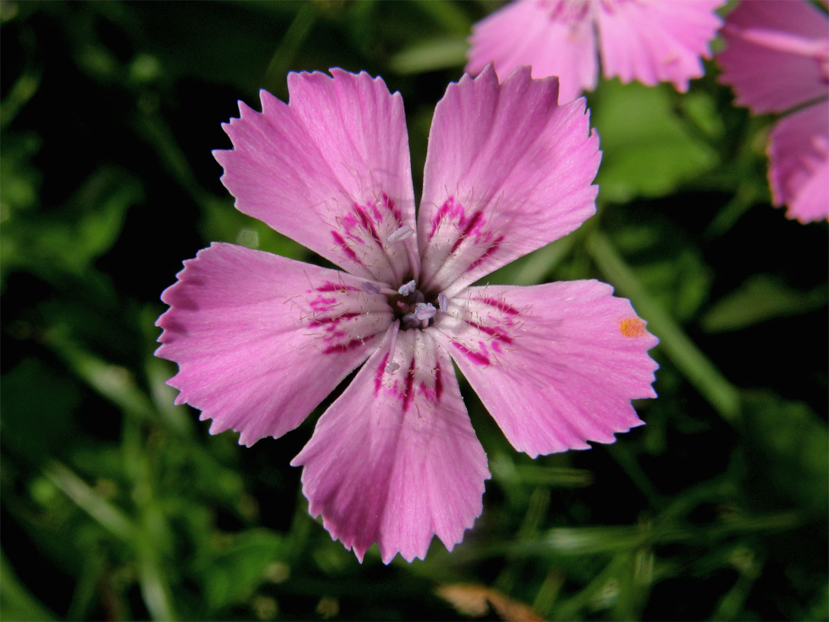 Hvozdík alpínský (Dianthus alpinus L.)