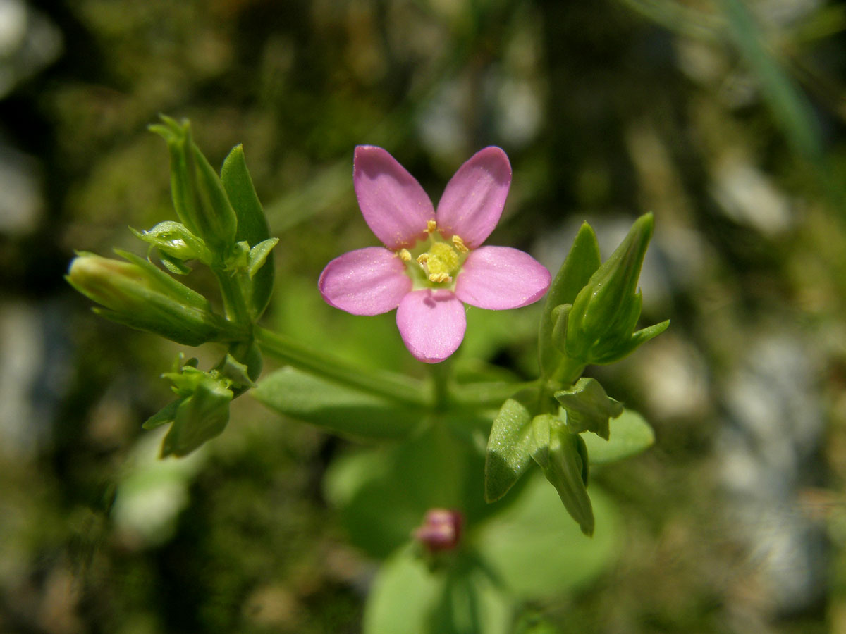 Zeměžluč spanilá (Centaurium pulchellum (Sw.) Druce)