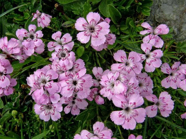 Hvozdík alpínský (Dianthus alpinus L.)