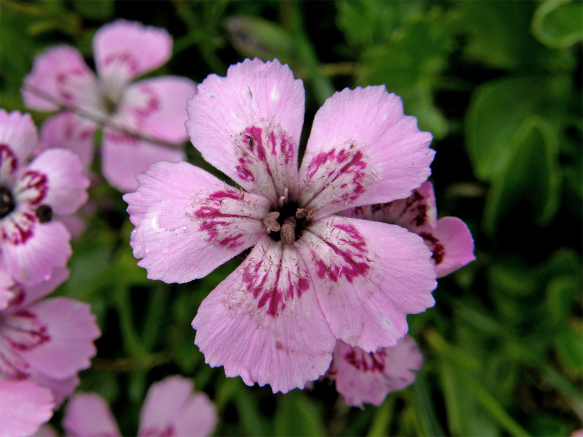 Hvozdík alpínský (Dianthus alpinus L.)