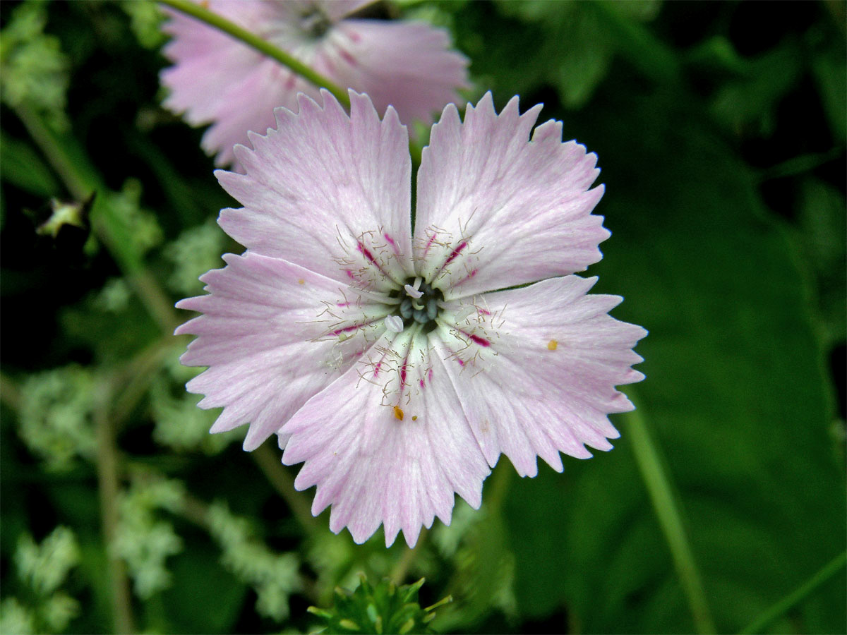 Hvozdík alpínský (Dianthus alpinus L.)